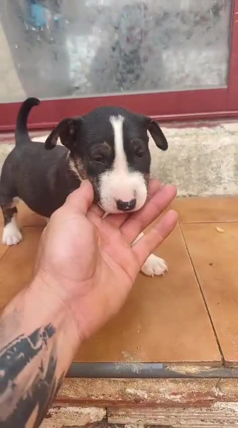 Bull Terrier perros en venta: Bull terrier tricolor en Toledo - Video 1