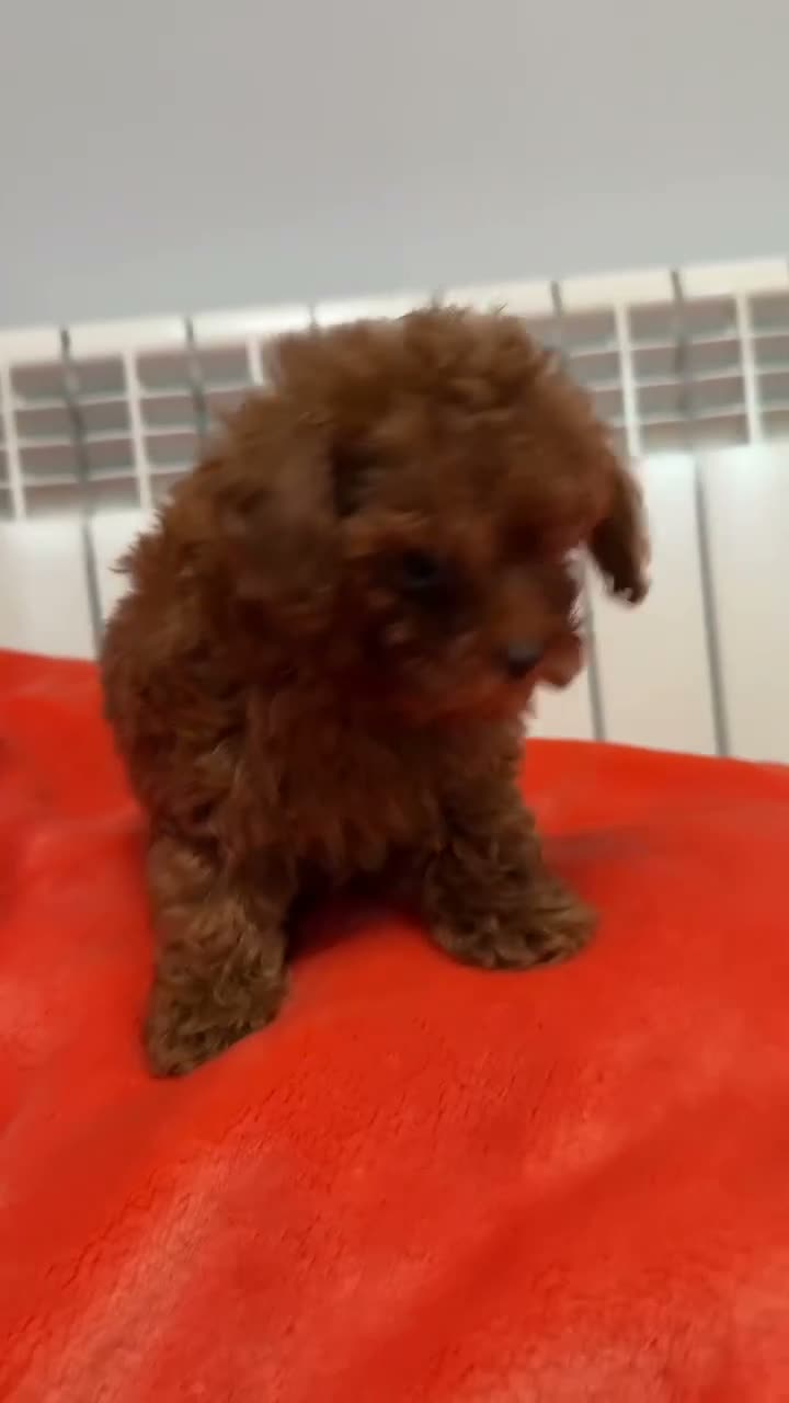 Caniche Toy perros en venta: 🐩 CANICHE TOY ROJO PIMENTÓN — 2 MESES 🤎 en Madrid - Video 1