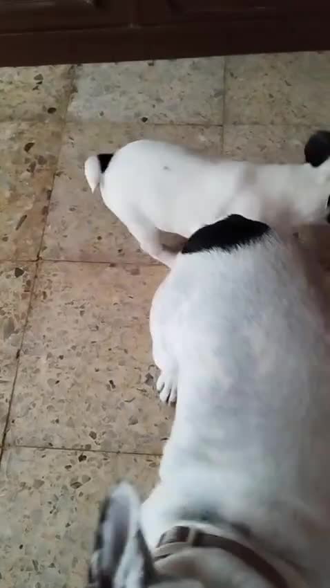 Bulldog Francés perros en venta: Cachorros Bulldog francés  - Video 1