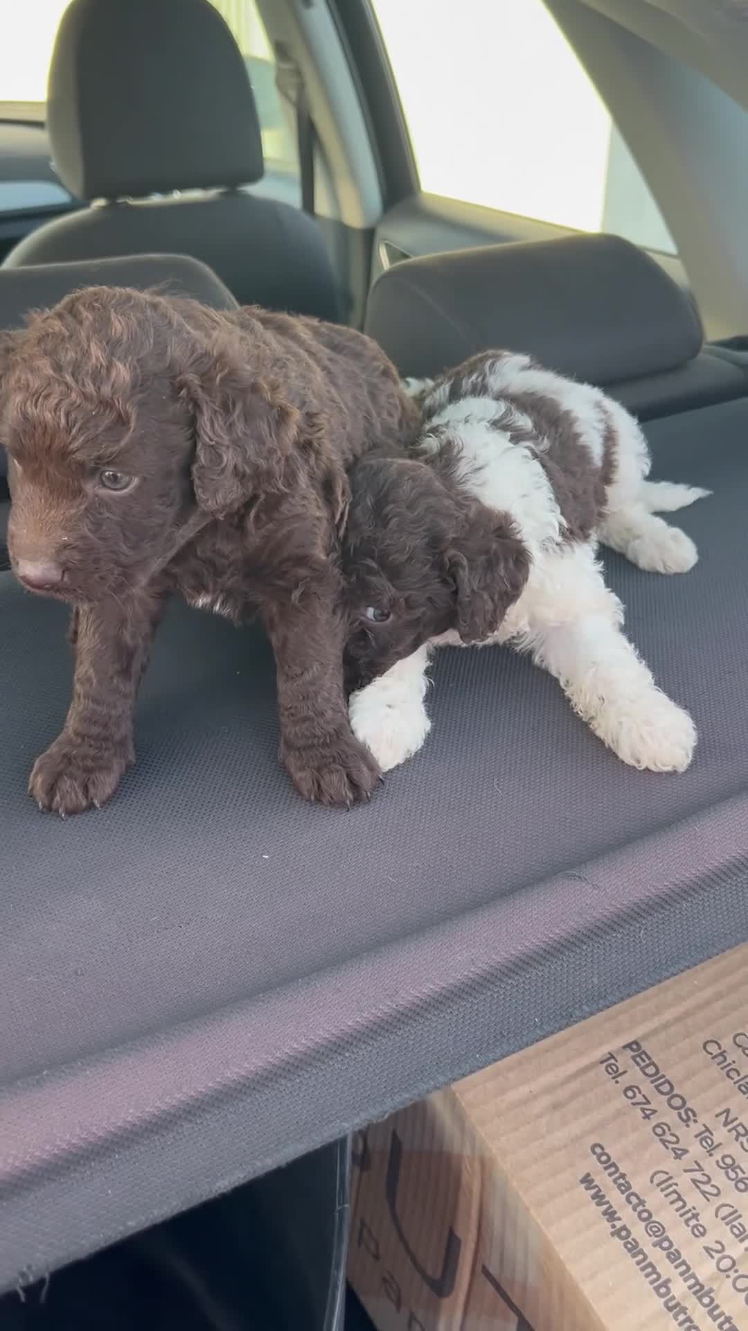 Perro de Agua Español perros en venta: Perros de agua Máxima calidad Espectaculares - Video 3