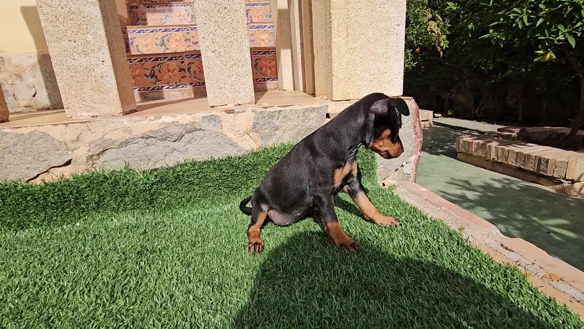 Pinscher Miniatura perros en venta: Mini pinscher miniatura - Video 1