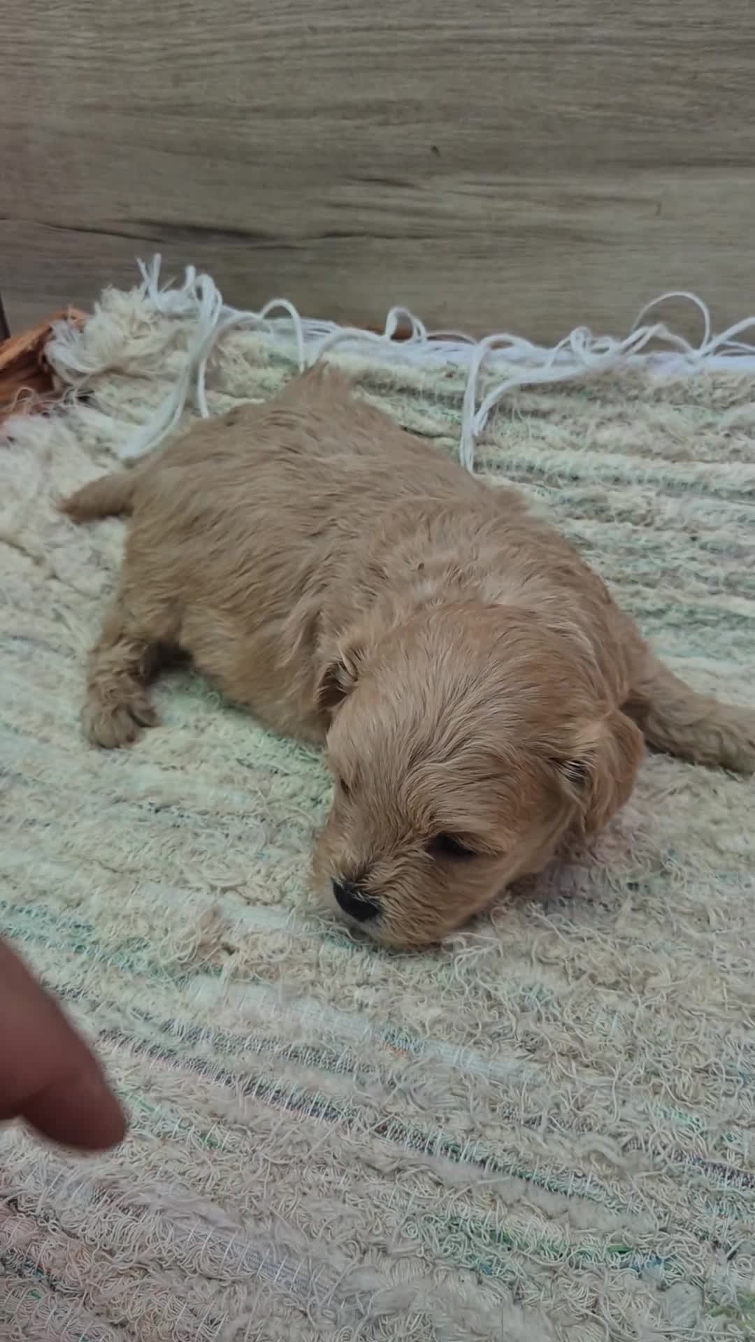 Maltipoo perros en venta: Maltipoo toy machos - Video 2