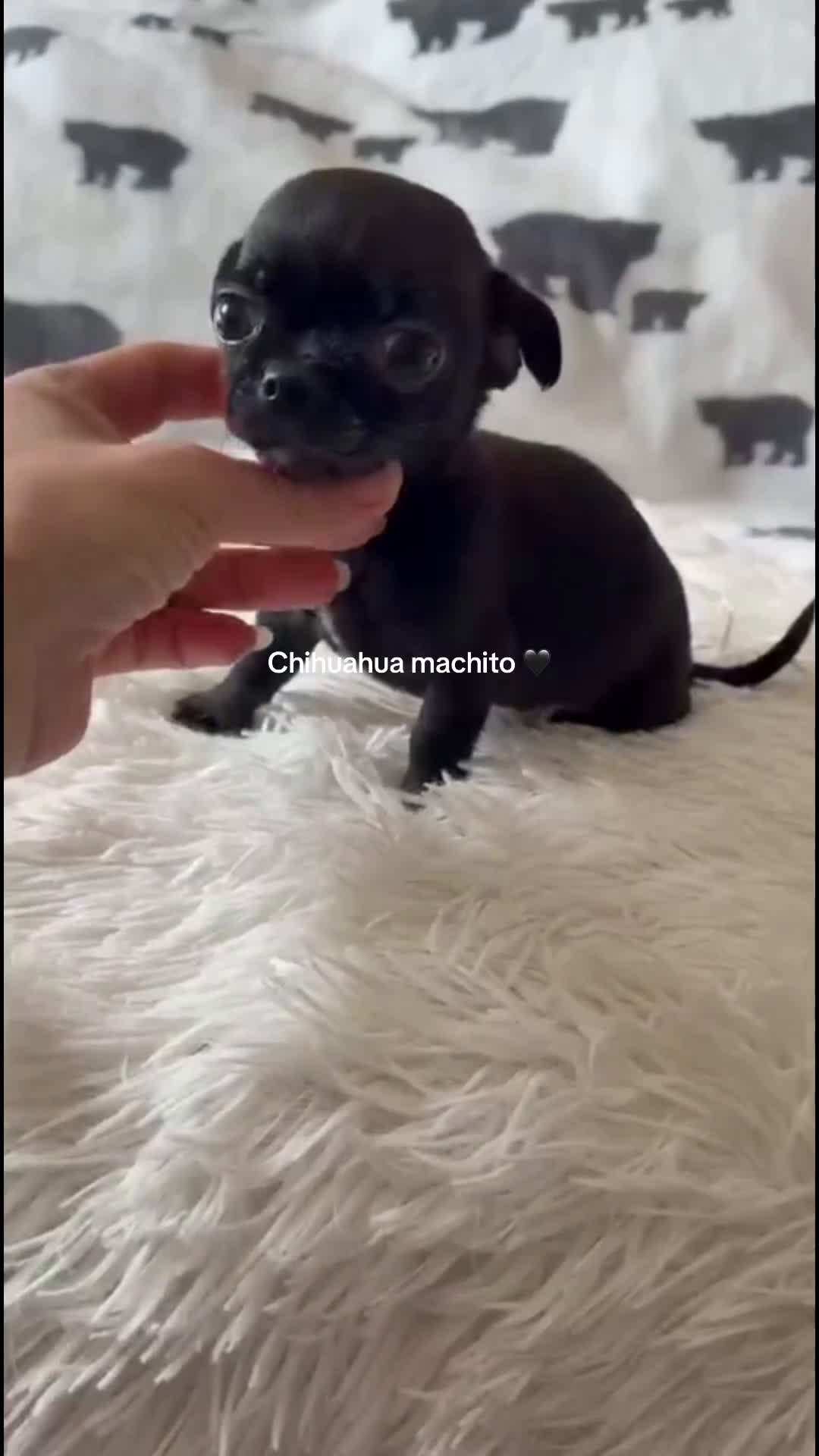 Chihuahua perros en venta: Chihuahua macho  - Video 1
