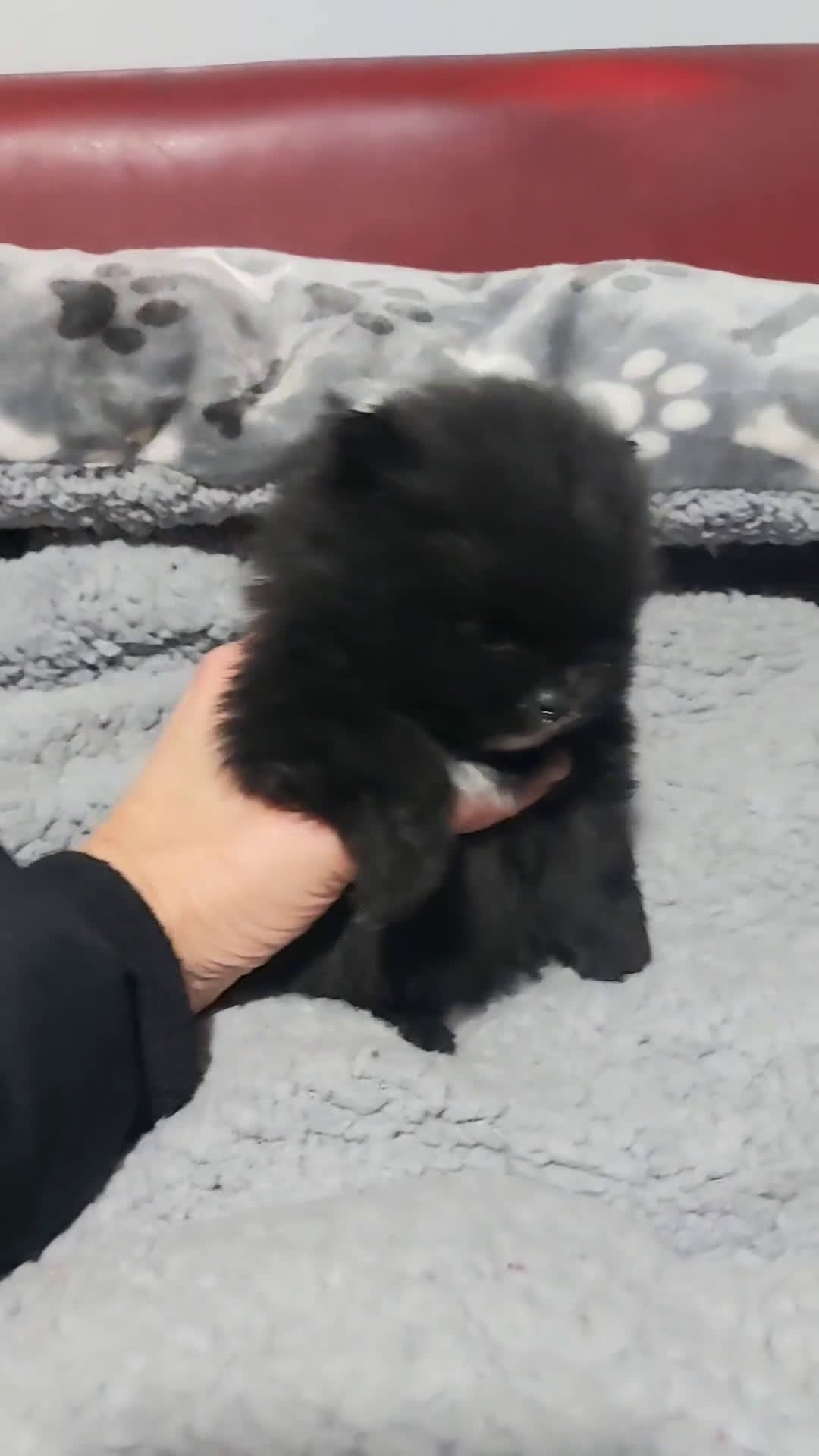 Pomerania perros en venta: Pomerania - Video 4