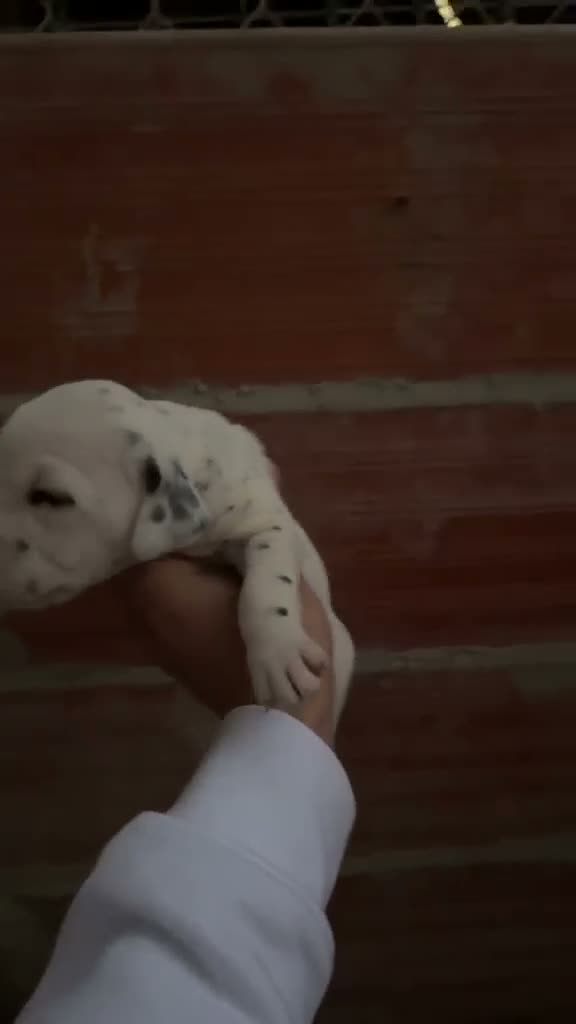 Dálmata perros en venta: Exclusiva Camada Dálmata Pura Raza - Video 1