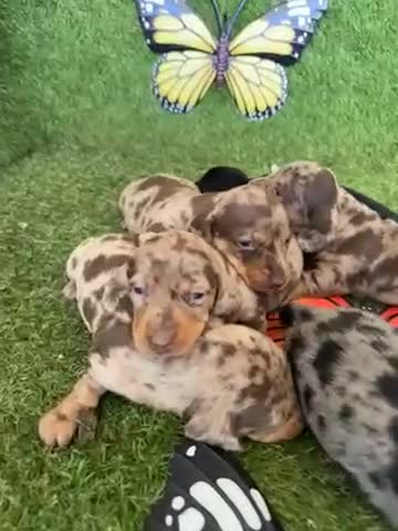 Teckel Miniatura perros en venta: Venta teckel miniatura - Video 1