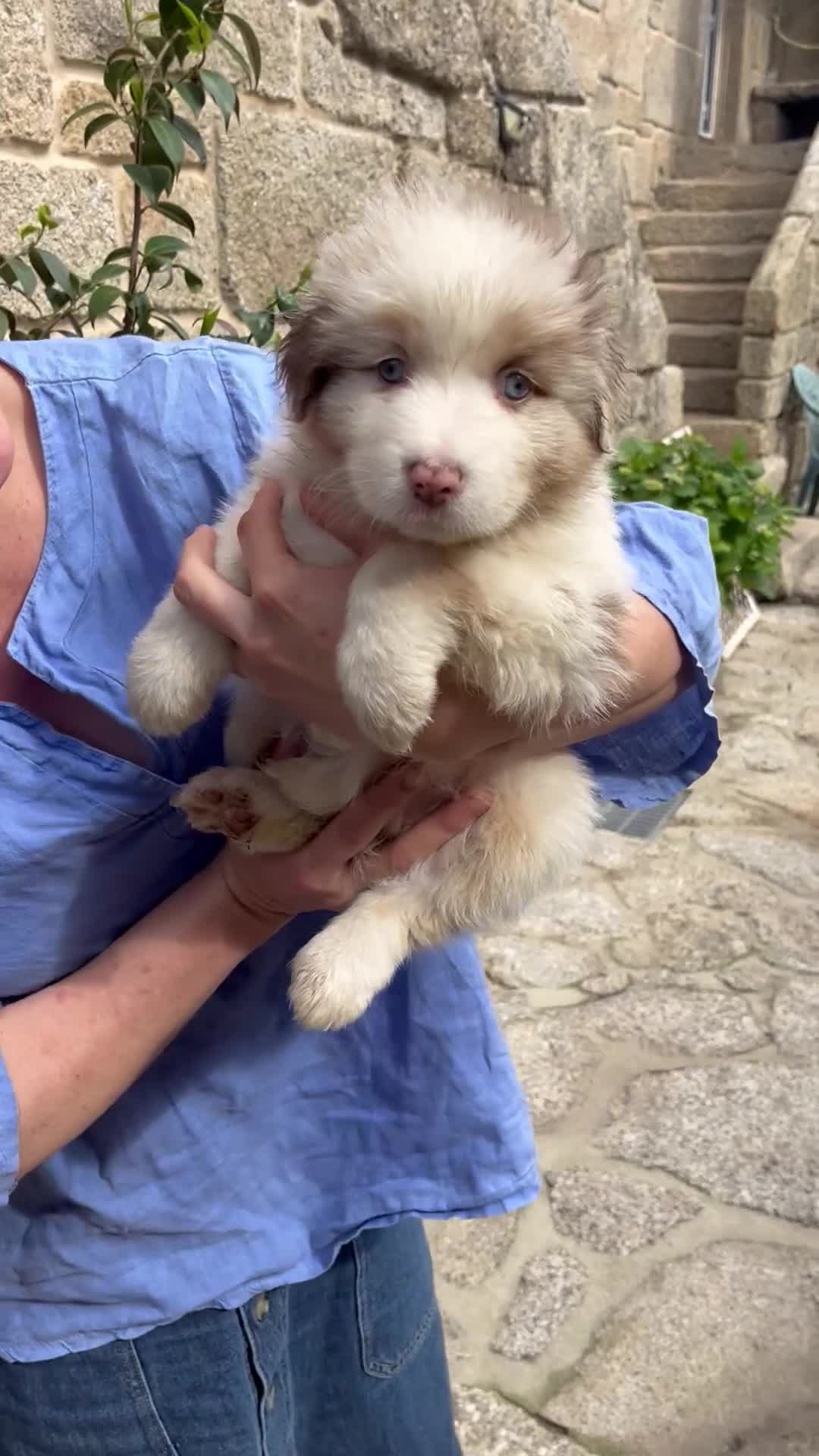 Pastor Australiano perros en venta: Maravillosa camada de Pastor australiano. - Video 2