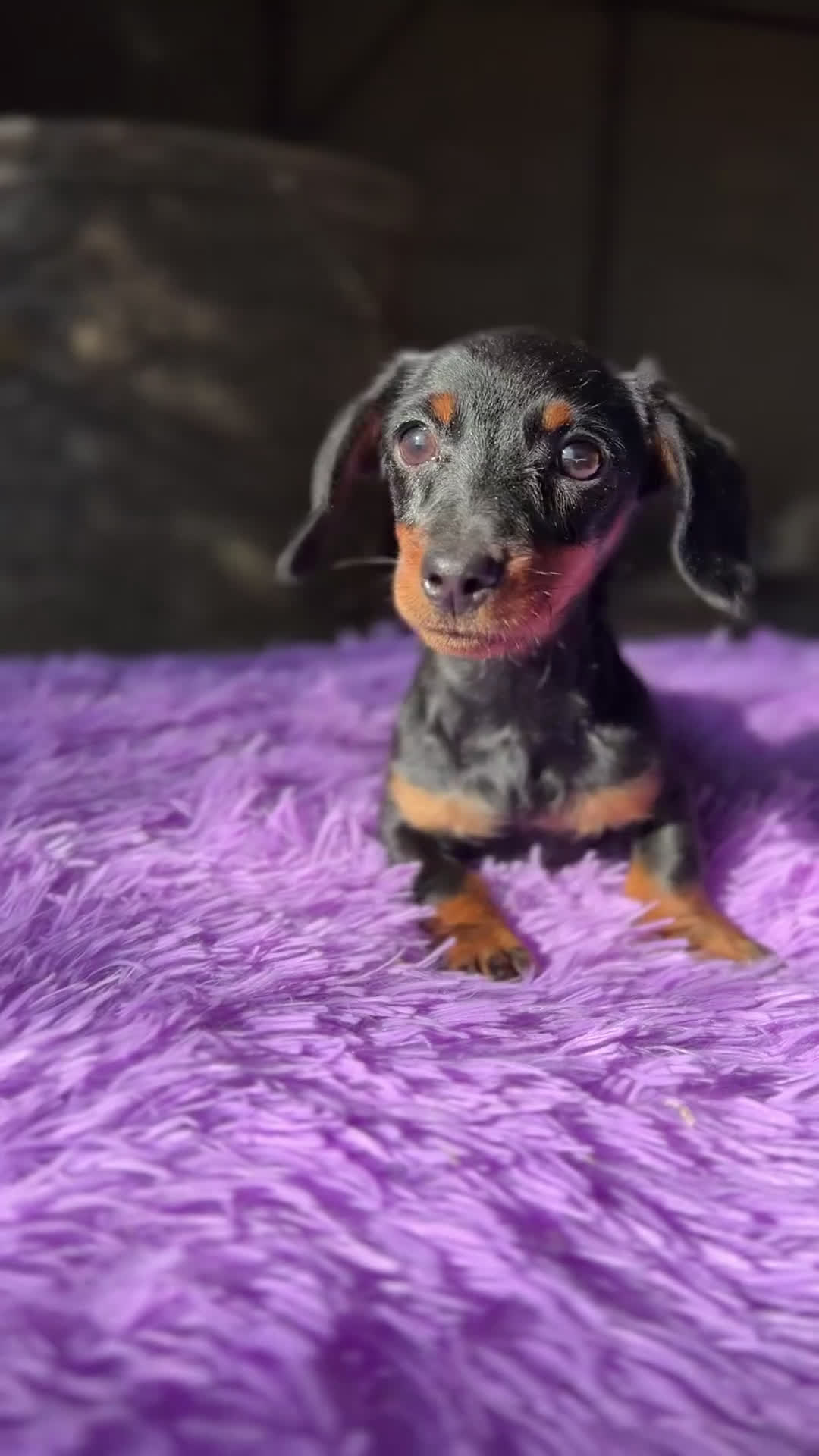 Teckel Miniatura perros en venta: Teckel Kaninchen hembra  - Video 1