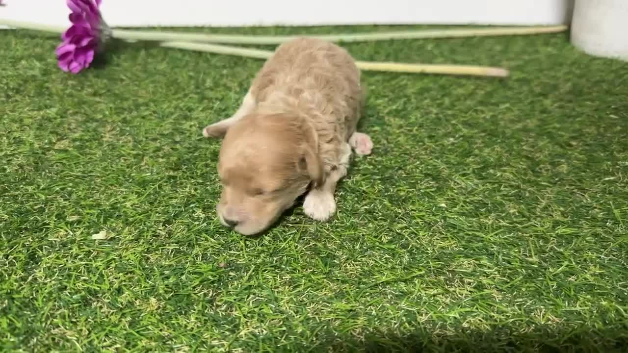 Caniche Enano perros en venta: Caniche enano macho y hembra en granada  - Video 2