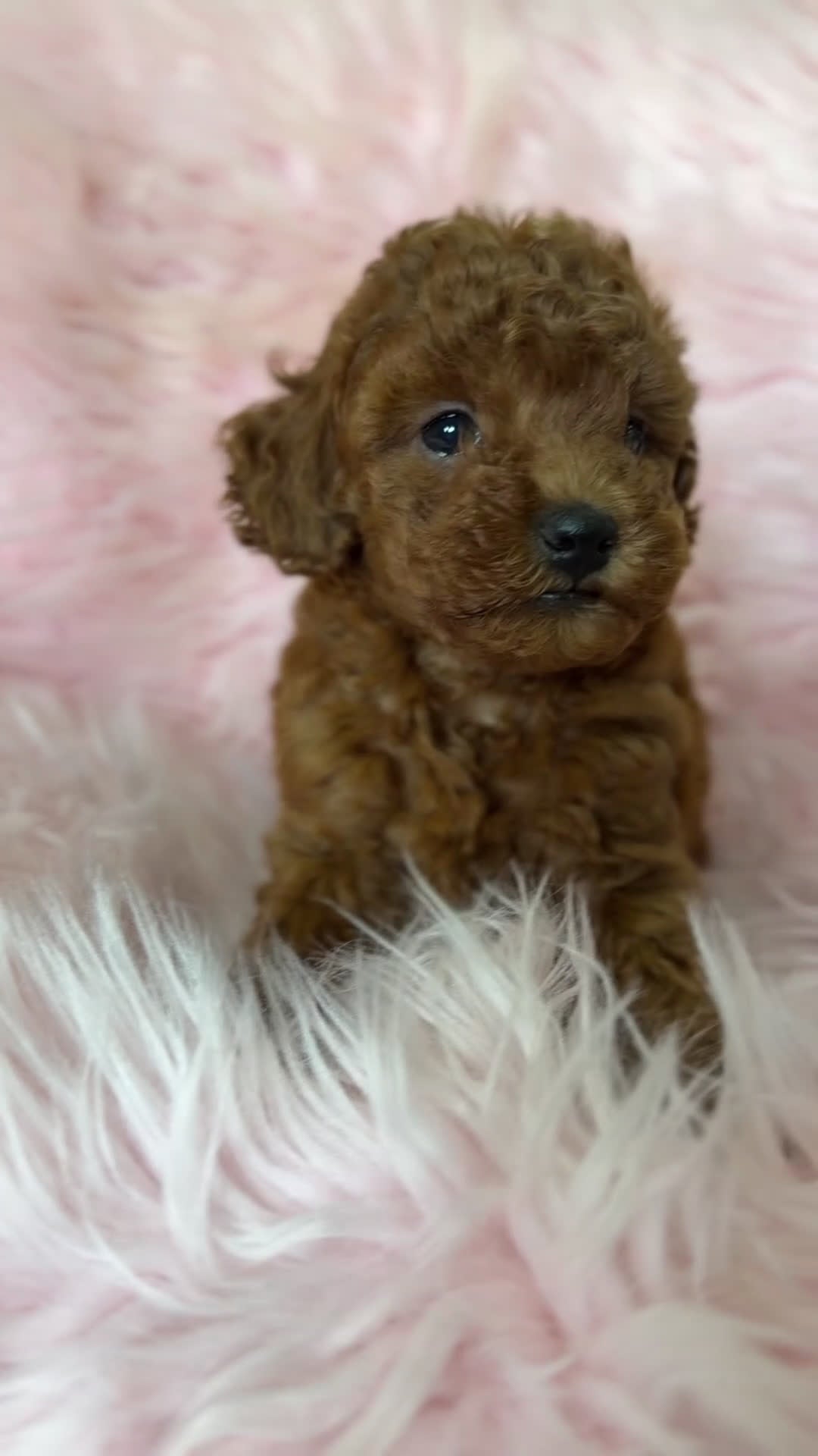 Caniche Toy perros en venta: Caniche Toy roja pimentón  - Video 2