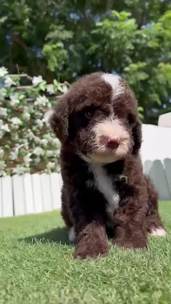 Perro de Agua Español perros en venta: PERRO DE AGUA ESPAÑOL - Video 1