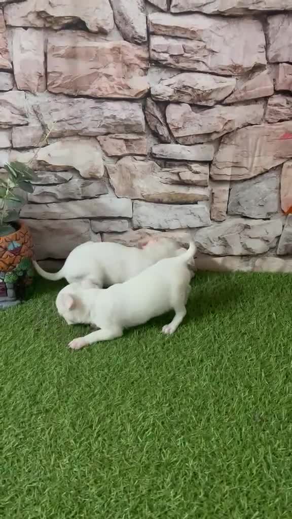 Chihuahua perros en venta: CHIHUAHUA TOY CABEZA DE MANZANA - Video 1