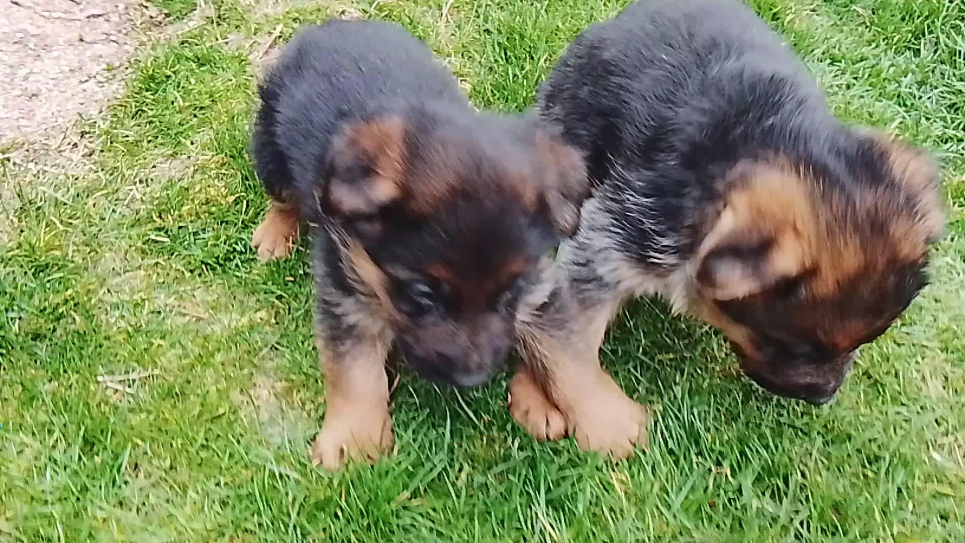 Pastor Alemán perros en venta: Cacharros de pastor alemán  - Video 1