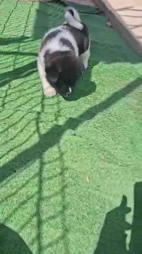 Akita Americano perros en venta: Akita Americano - Video 3