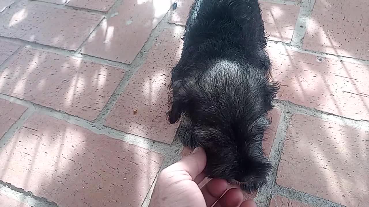 Schnauzer Miniatura perros en venta: Camada Titilla Schnauzer  - Video 1