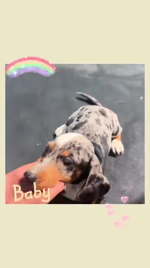 Teckel Miniatura perros en venta: Teckel arlequín  - Video 1