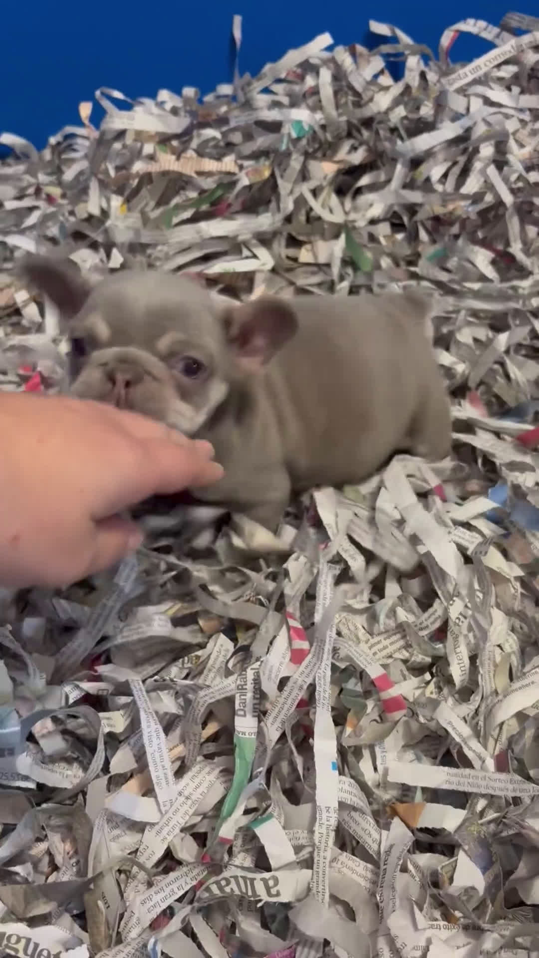 Bulldog Francés perros en venta: Hembrita new shade  - Video 1