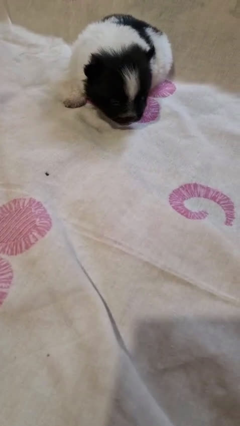 Pomerania perros en venta: Pomerania en Murcia - Video 2