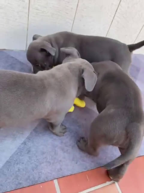 American Bully perros en venta: American Bully Macho - Video 1