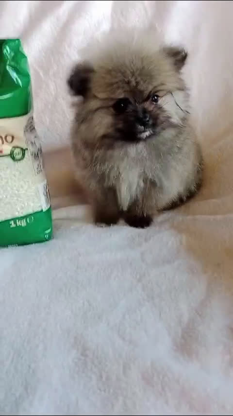 Pomerania perros en venta: Pomerania machos y hembras disponibles  en Granada - Video 2