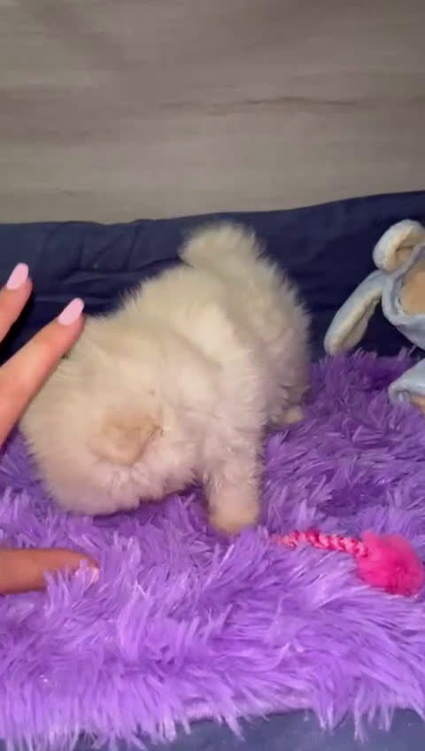 Pomerania perros en venta: Miniatura pomerania boo blancos ositos 💙💙 - Video 1