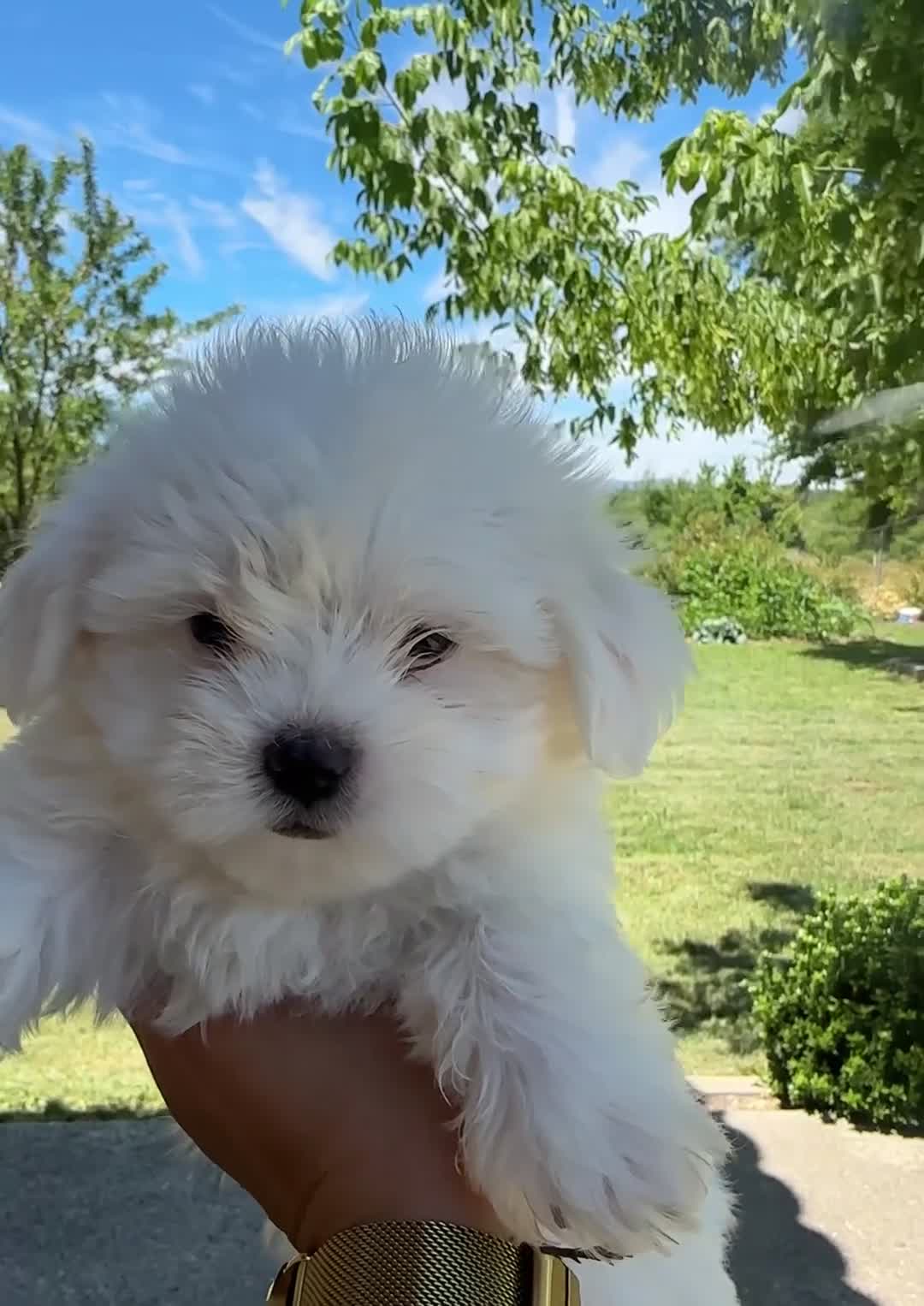 Bichón Maltés perros en venta: Bonita camada Bichon Maltes - Video 1