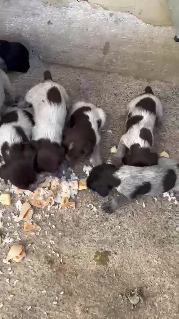 Grifón Azul de Gascuña perros en venta: Espectacular camada de grifón  - Video 1