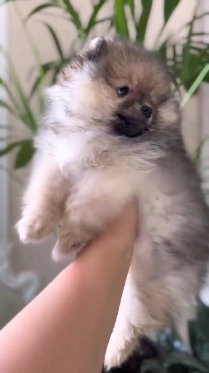 Pomerania perros en venta: ‼️POMERANIAS AMERICANOS TAMAÑO TOY - Video 1