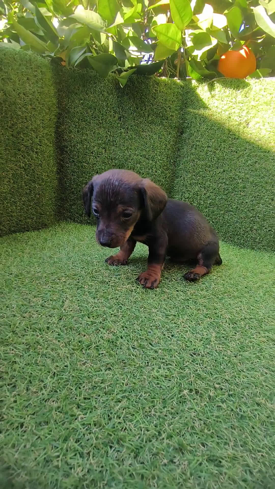 Teckel Miniatura perros en venta: camada teckel miniatura  - Video 2