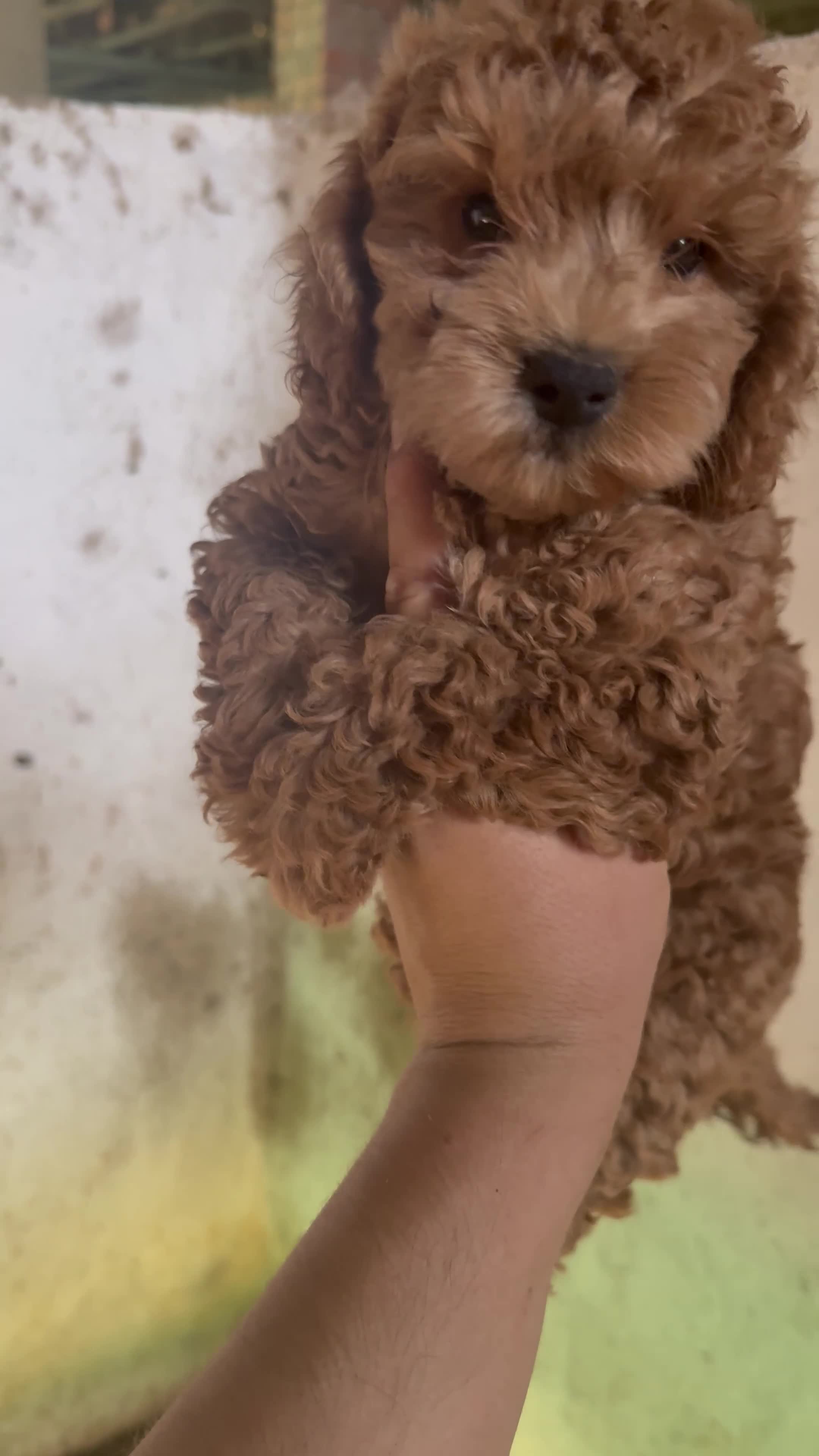 Caniche Enano perros en venta: Caniches rojos  - Video 3
