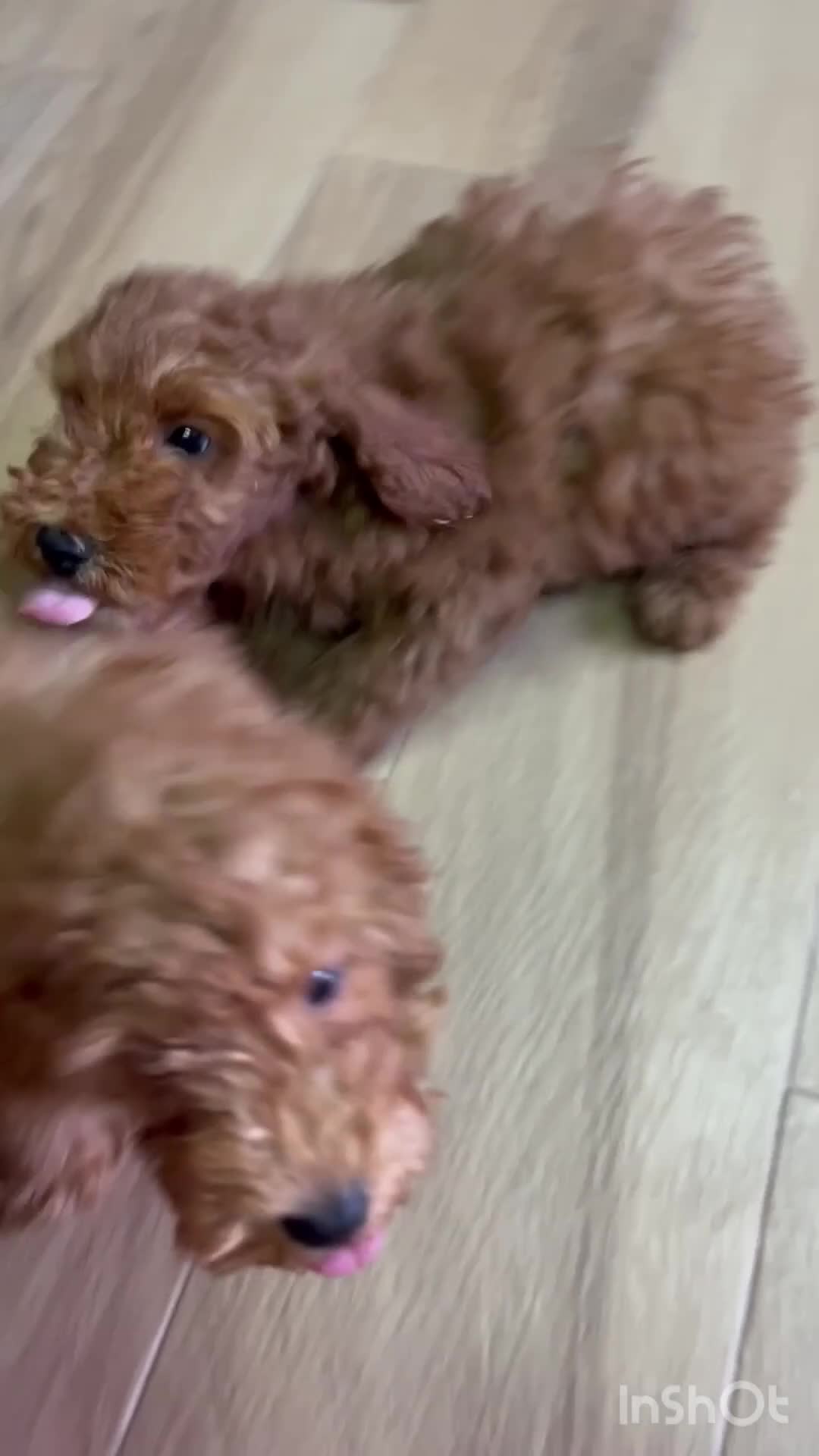 Caniche Enano perros en venta: Caniche rojo  - Video 1