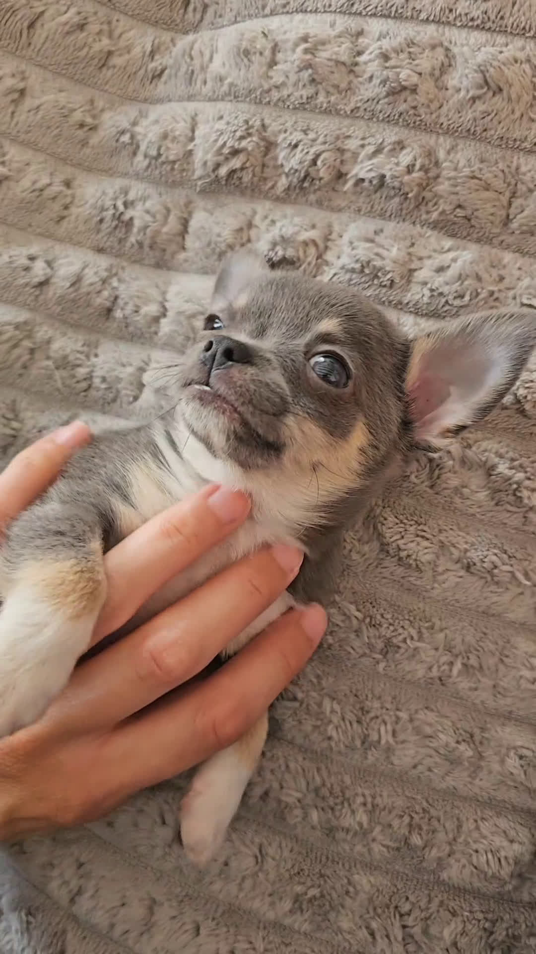 Chihuahua perros en venta: Chihuahuas miniatura exóticos - Video 2