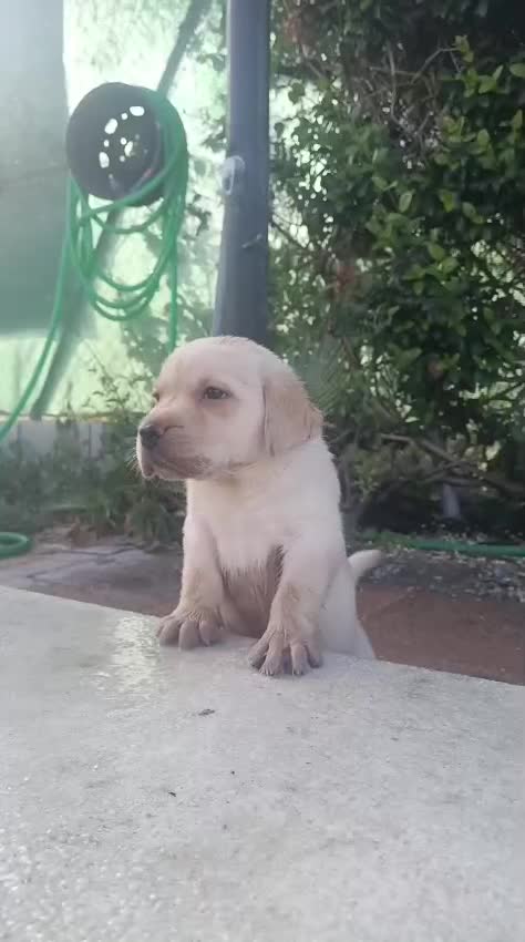 Labrador Retriever perros en venta: Espectacular macho de Labrador retriever🐶🐾  - Video 1