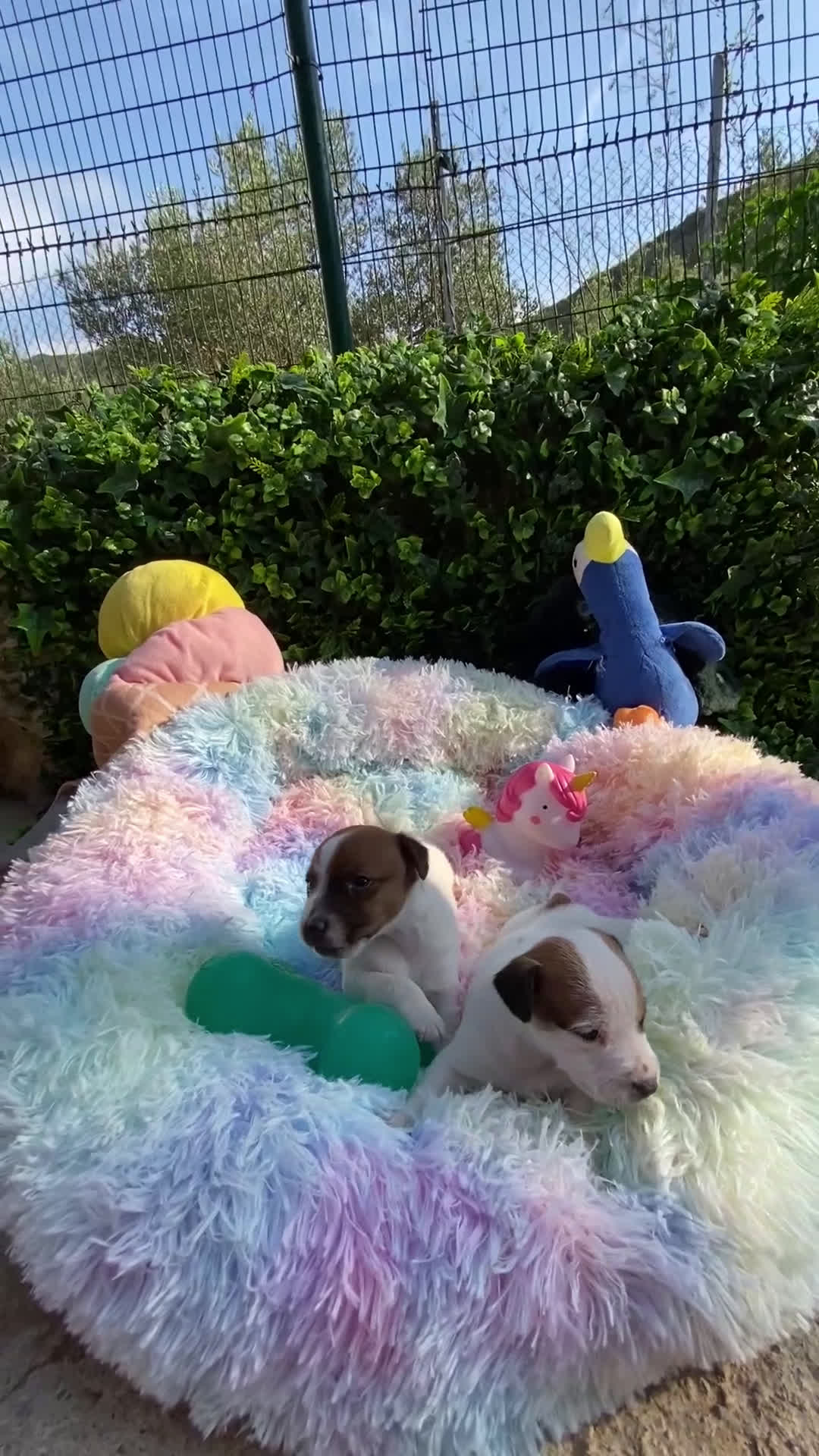 Jack Russell Terrier perros en venta: Jack Russell recién nacidos 😻🐾 - Video 1