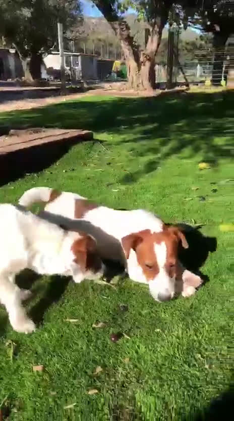 Jack Russell Terrier perros en venta: Jack Russell listos para ser tu compañía ideal 🐾 - Video 1