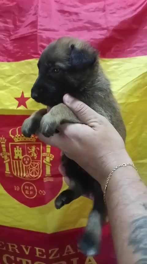 Pastor Belga Malinois perros en venta: Pastor belga malinois Machos - Video 1