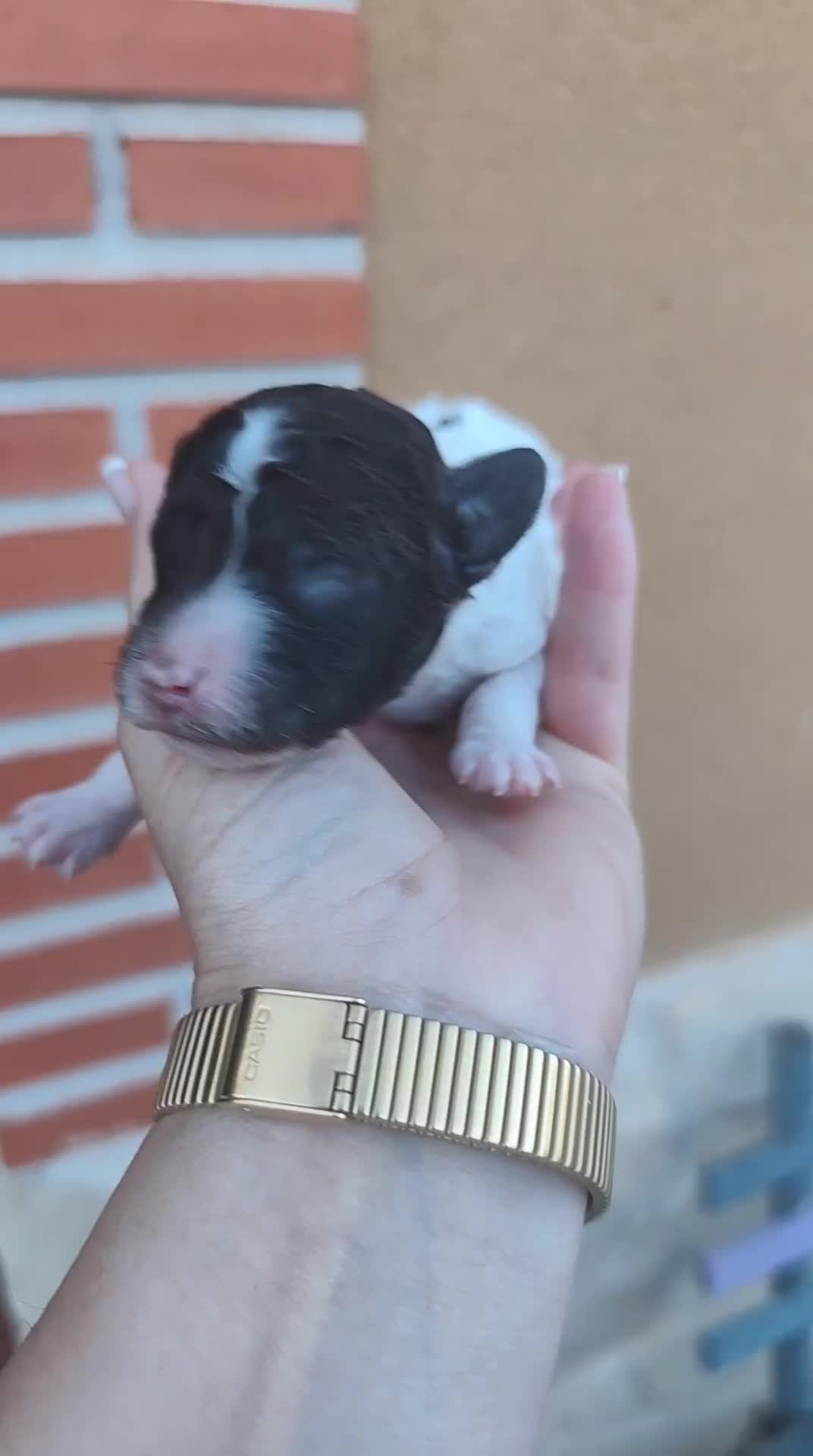 Perro de Agua Español perros en venta: Ultimo perro de aguas bicolor en Madrid - Video 5