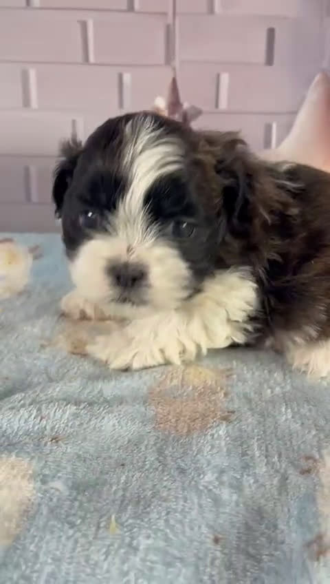 Shih Tzu perros en venta: Shih Tzu muy bonitos!!! - Video 2
