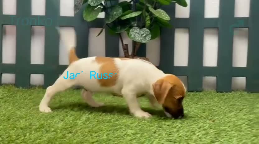 Jack Russell Terrier perros en venta: Jack Russell Terrier - Video 2