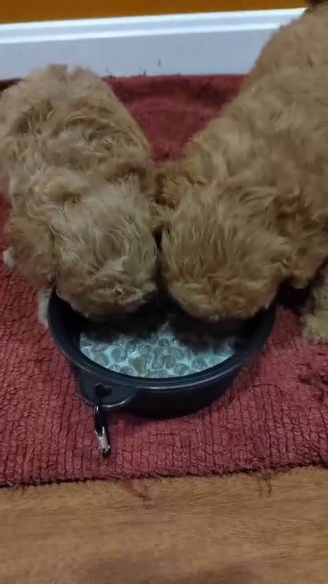 Caniche Toy perros en venta: Reservas Nueva Camada de Caniche Toy - Video 3