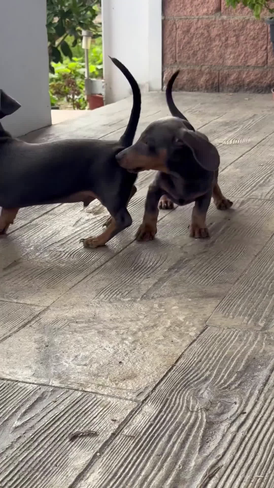 Teckel perros en venta: 🐾 Frisco, Tico y Monchi – Teckel miniatura 🌈 - Video 1