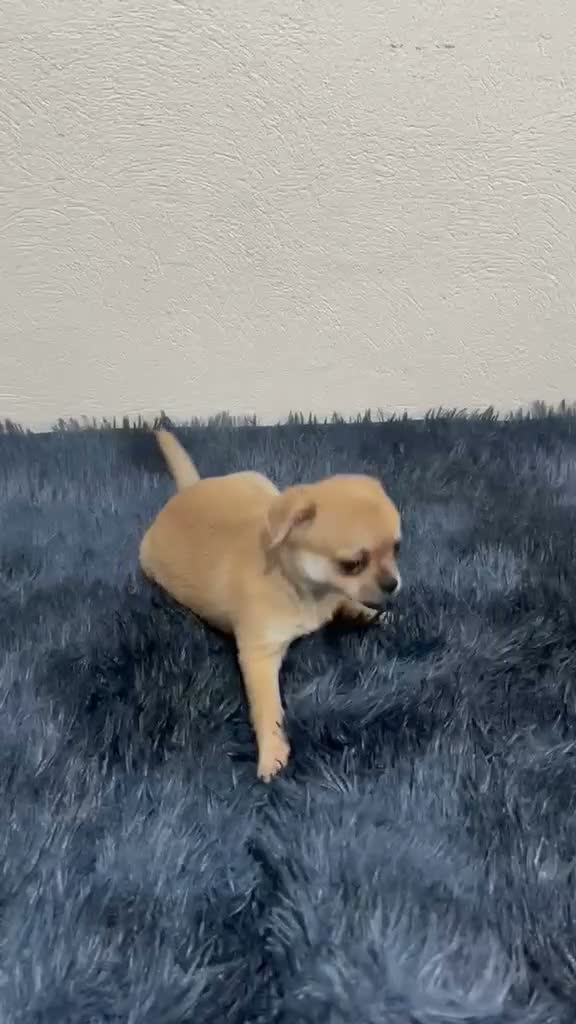 Chihuahua perros en venta: CHIHUAHUA TOY HEMBRITA - Video 1