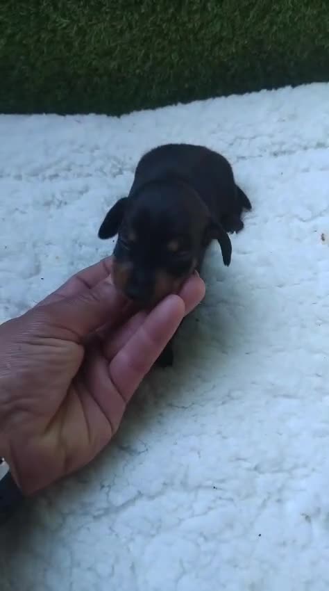 Teckel Miniatura perros en venta: Teckel miniaturas negro fuego  - Video 1
