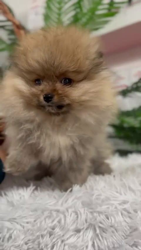 Pomerania perros en venta: POMERANIA  - Video 1
