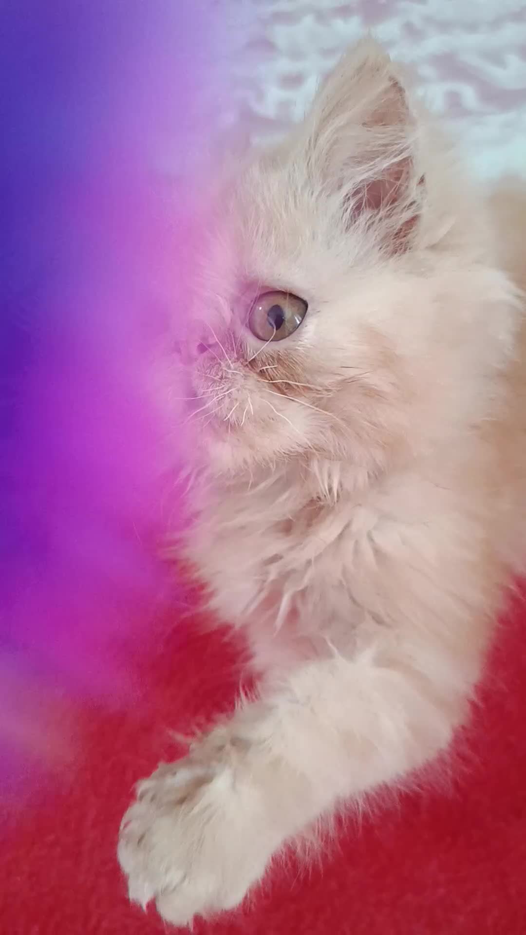 Persa gatos en venta: CACHORRO PERSA ROJO - Video 1