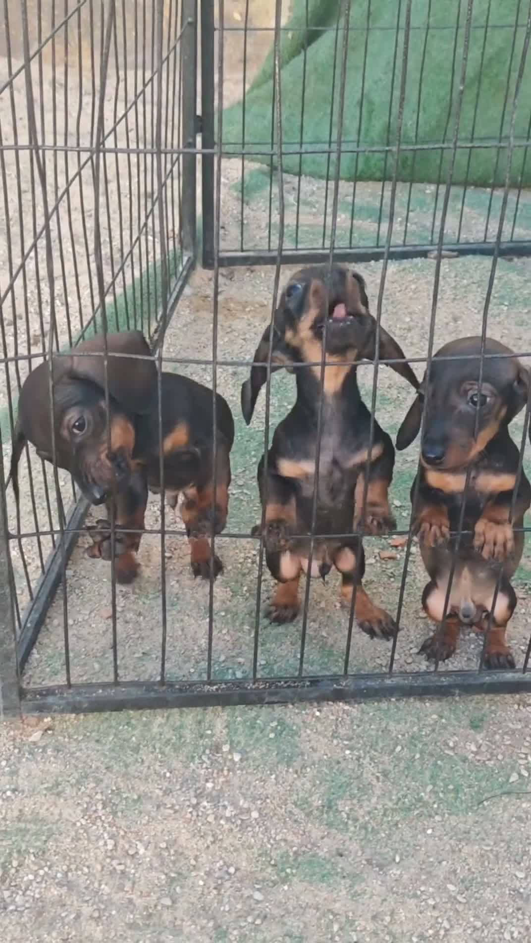 Teckel Miniatura perros en adopcion: Miniaturas - Video 1