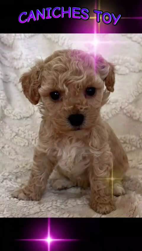 Caniche Toy perros en venta: Camada familiar de caniche toy - Video 1