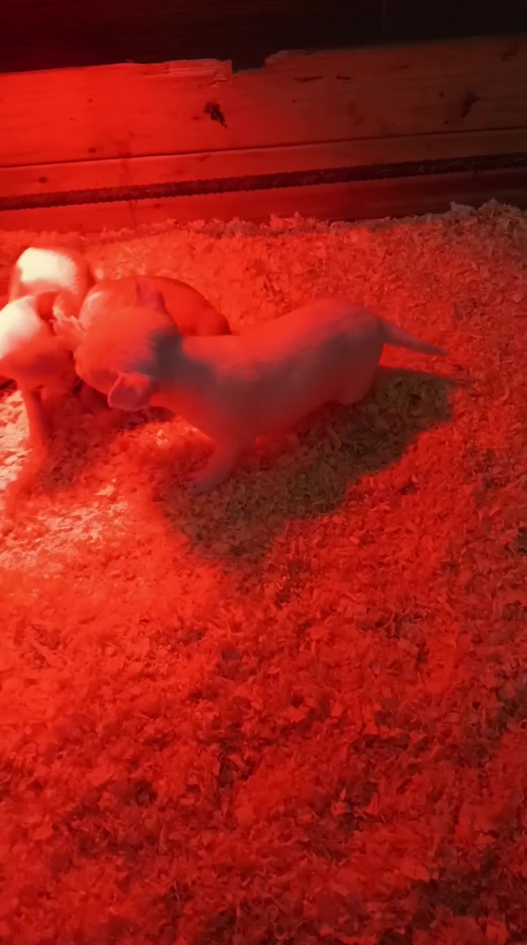 Chihuahua perros en venta: Chihuahua toy - Video 3