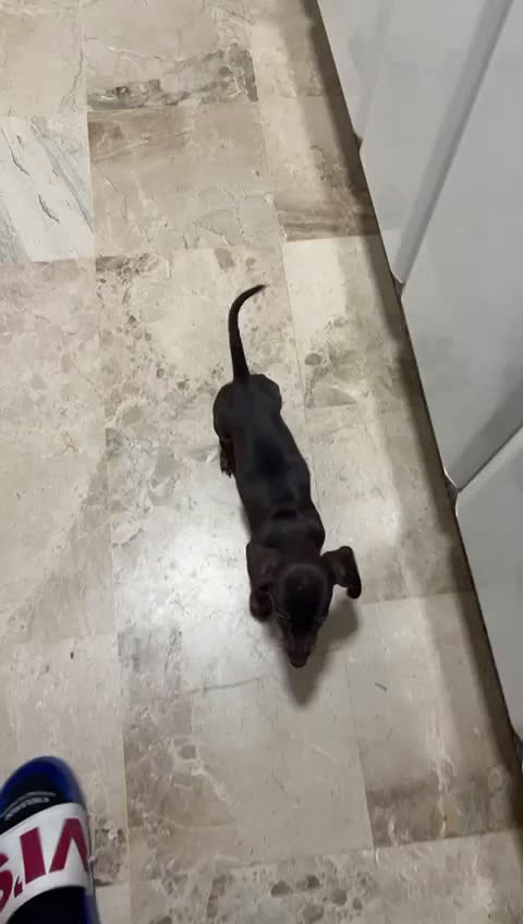 Teckel Miniatura perros en venta: CACHORRA DE TECKEL MINIATURA - Video 1