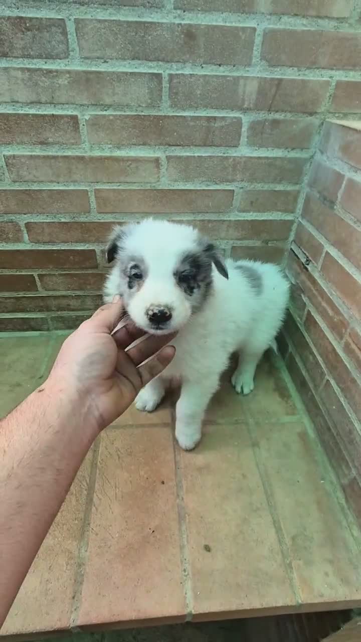 Border Collie perros en venta: Border collie negro y blanco - Video 5